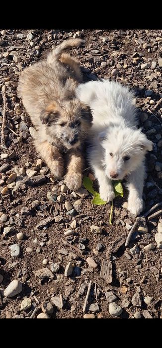 Donez cățeluși!!!