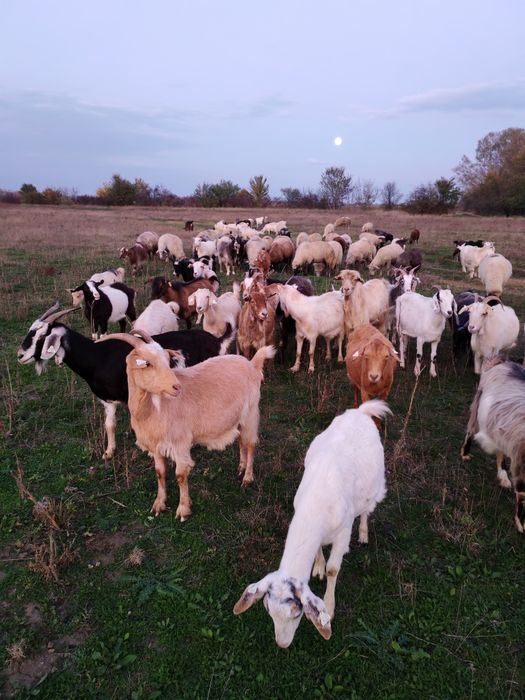Vând capre tinere de prasila