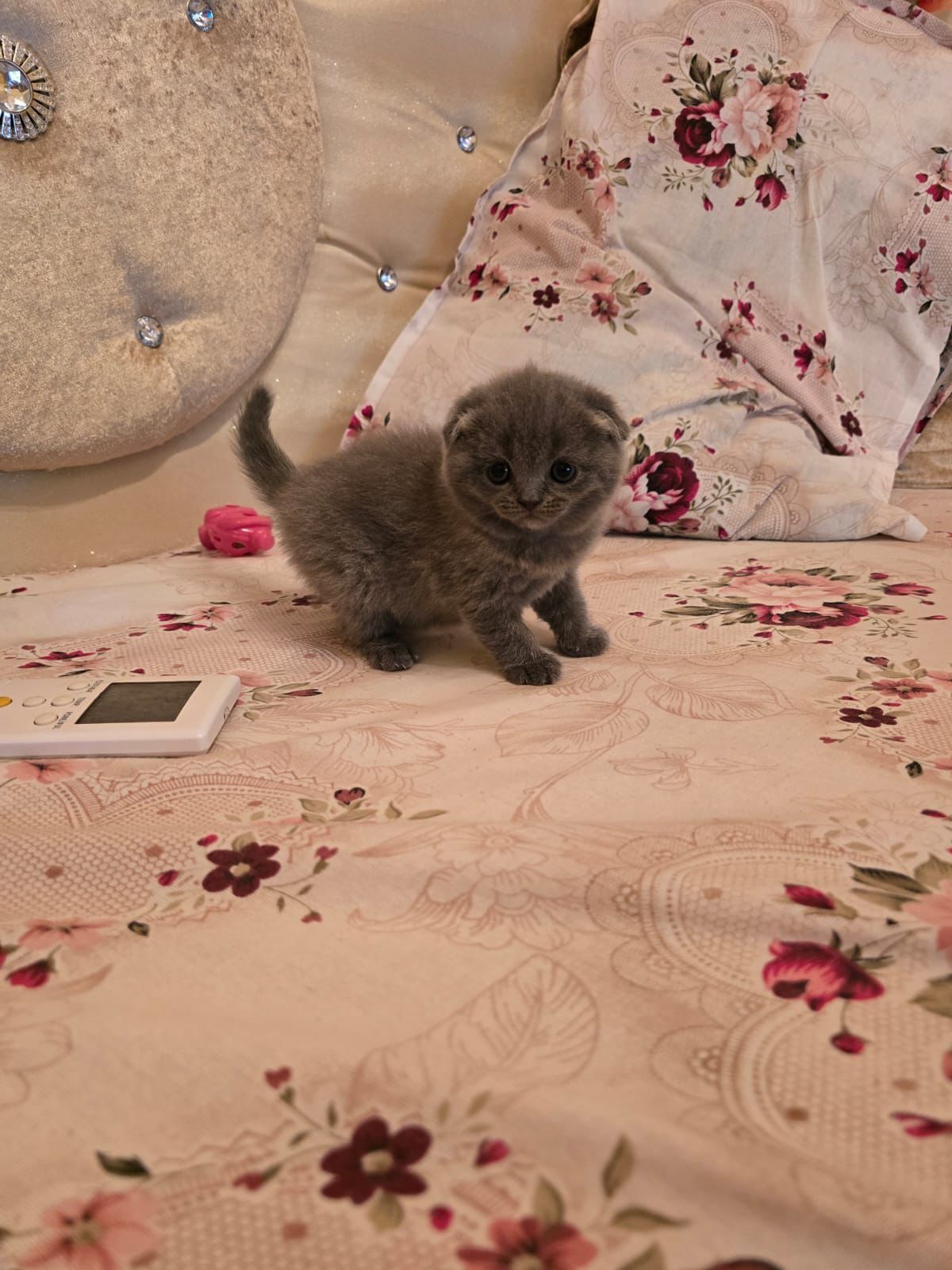 Шотлански и британски котенца момичета и момчета