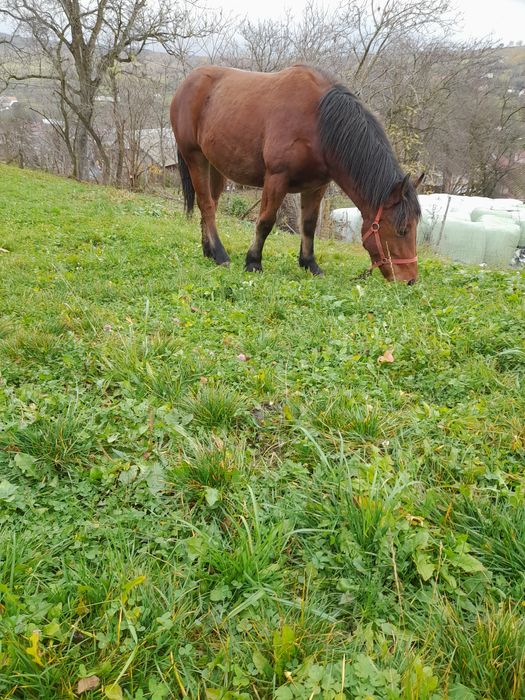 De vânzare mânz de 1 și 6 luni
