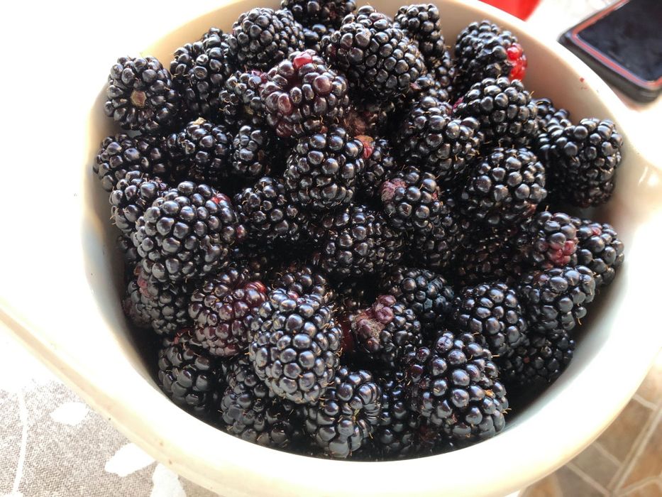 Butasi de Mure sau zmeură mare fara spini