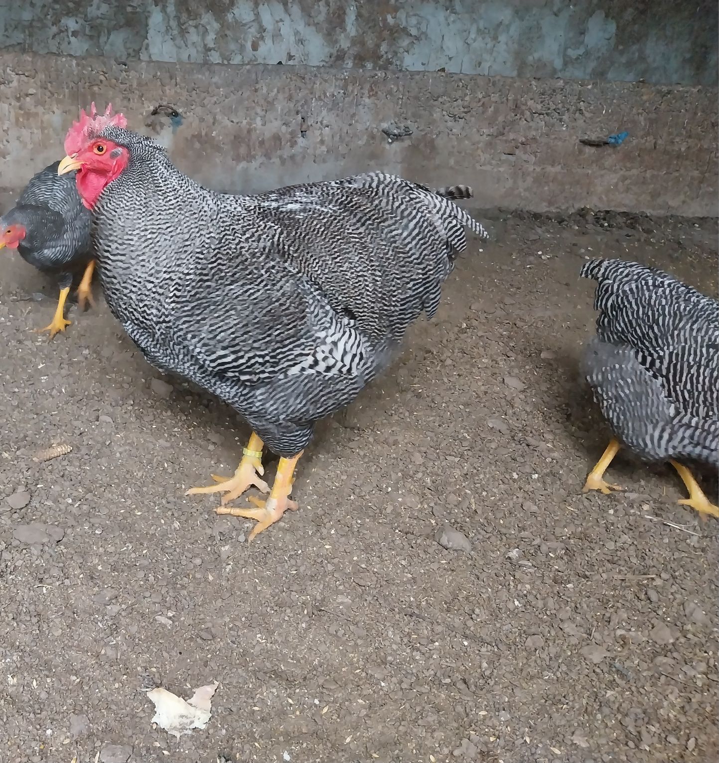 Vând ouă pentru incubat rasa Plymouth rock barat!