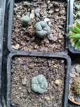 Кактус Пейот (Lophophora williamsii)