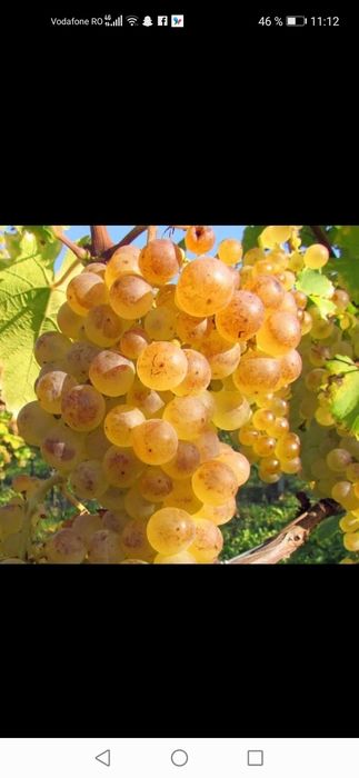 Vând struguri de vin producător local din Vrancea