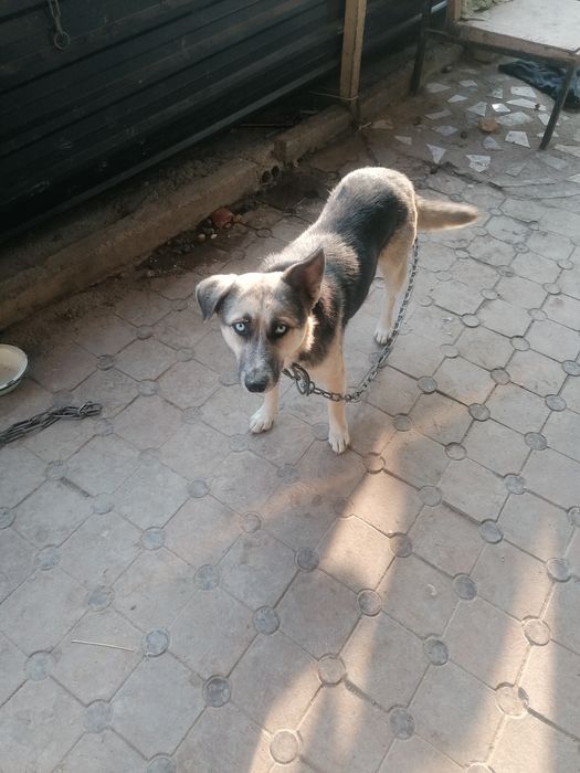 Хорошие друзья и охраники