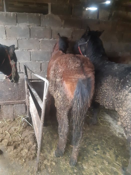 Продаётся жеребьята