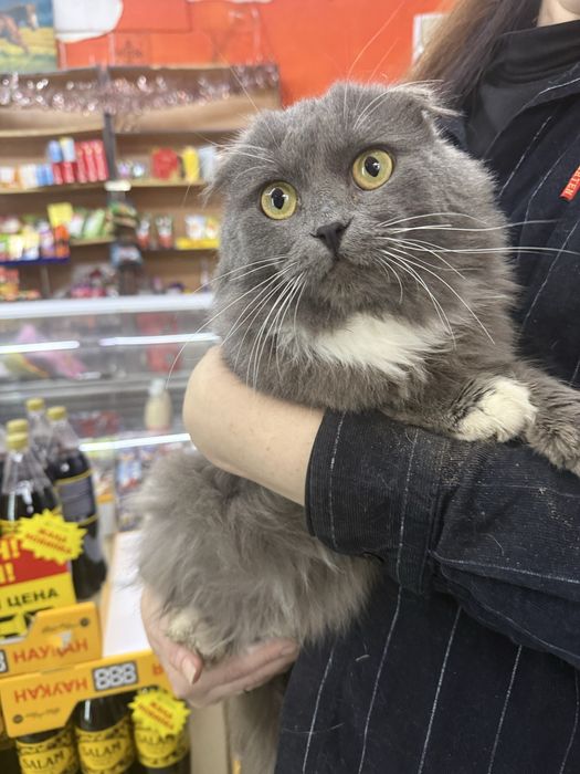 Вислоухий парень