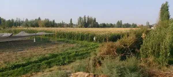 Silos uchun jo'xori sotiladi