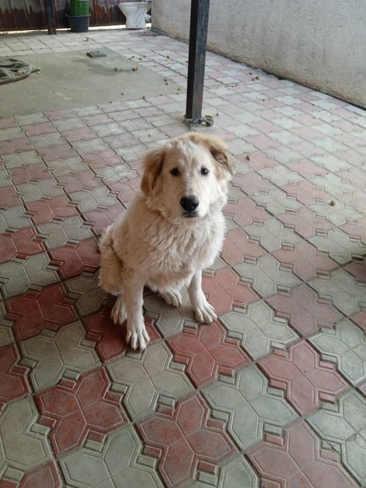 Отдам собаку Алабая