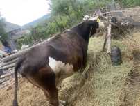 Vaca de vanzare.