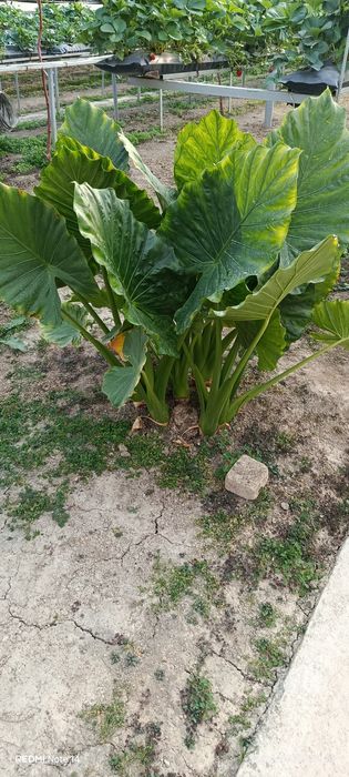 Kotta bargli tabiiy gullar bor hona sharoitida parvarishlash mumkin