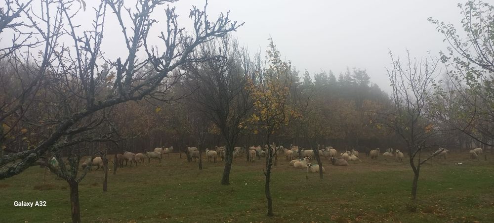 Oi breze și carabase