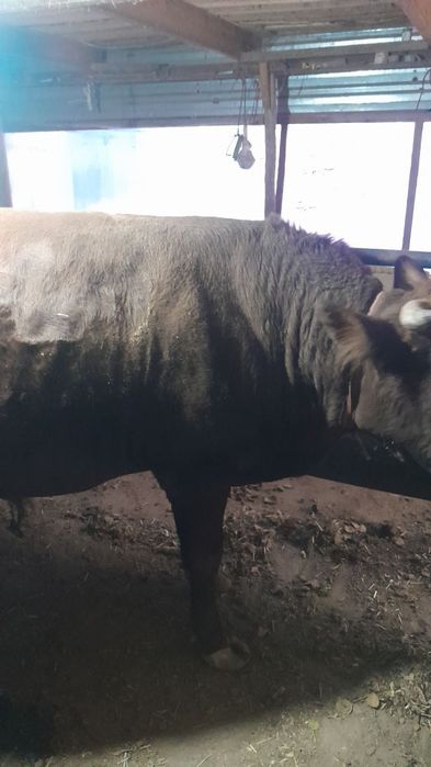 sogʻlom buqa sotiladi