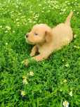 Puiuț golden retriever