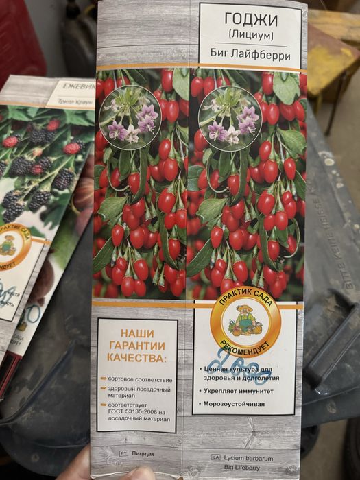 Сажонцы , отроски прямо с огорода