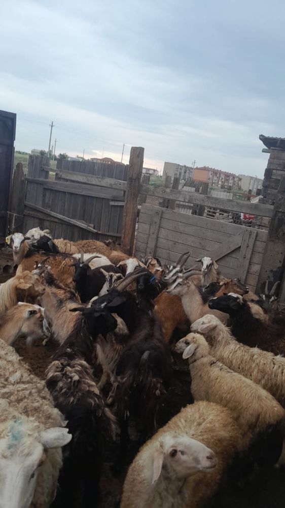 Продам коз и баранов