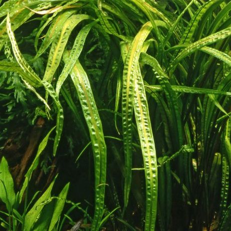 Plante acvariu, Cryptocoryne, moss