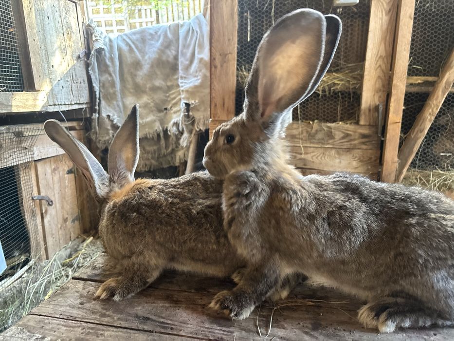 Vand iepuri urias german