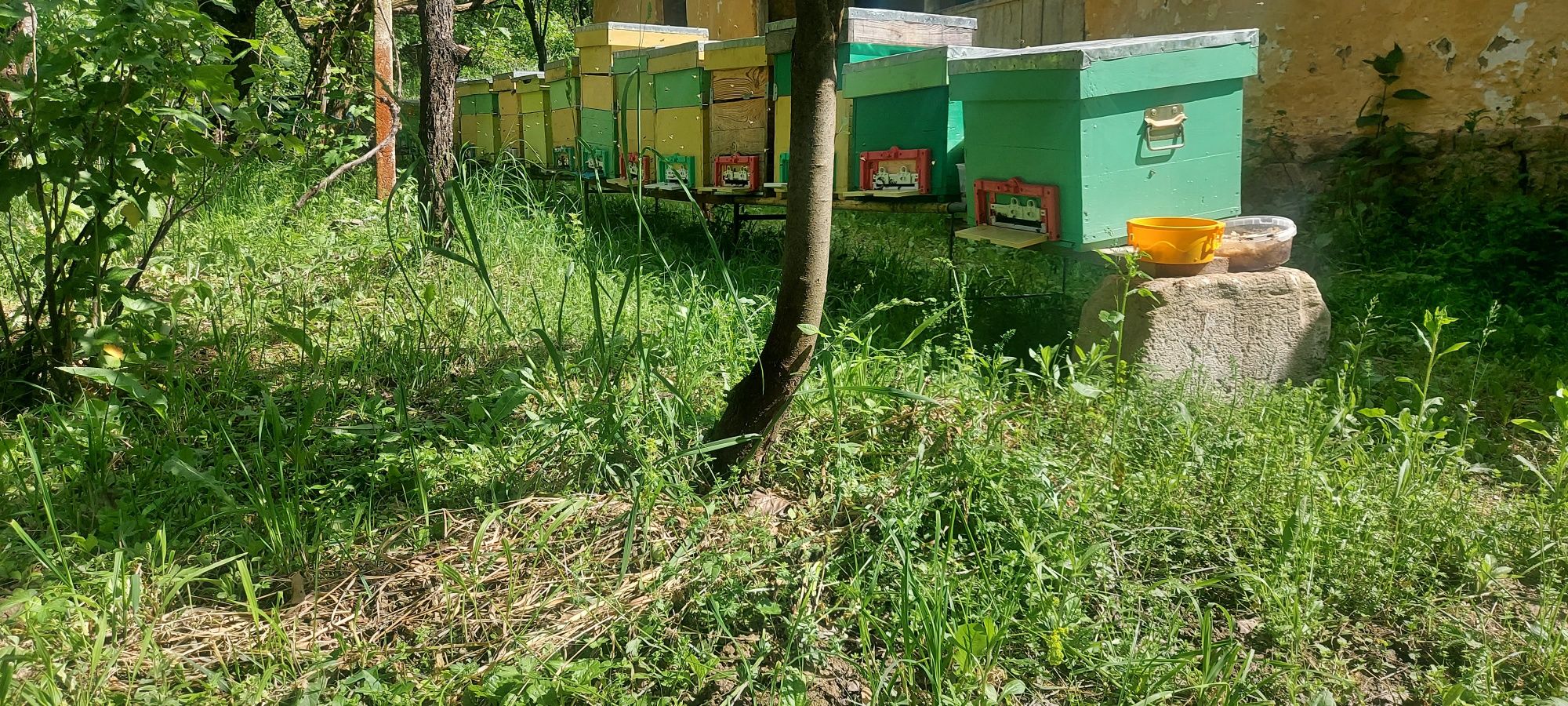 Lazi albine verticale pe 12 rame cu fund antivarroua și lazi orizonta