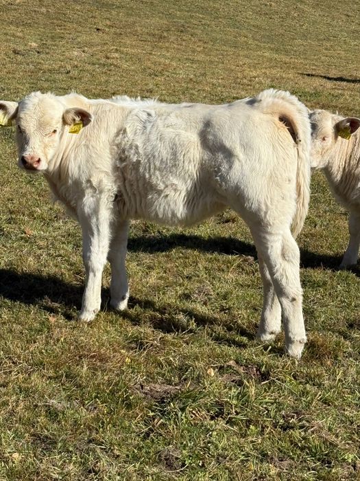 De vanzare vitele Charolaise