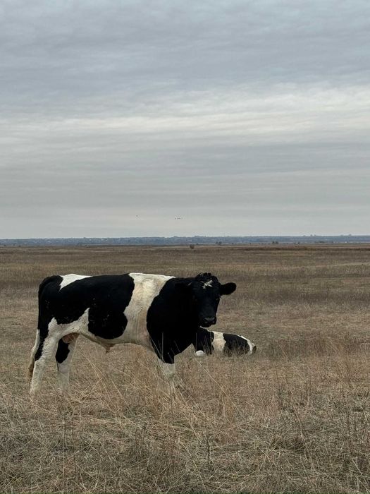 VAND TAURI INTRE 300-600 kg (Dabuleni, Dolj)