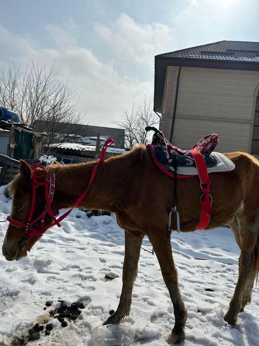 Таза  қанды  тай.