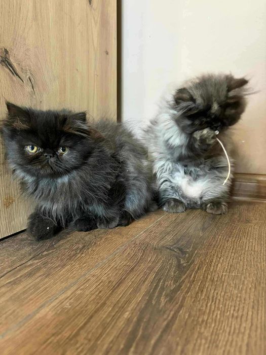 Женско персийско коте