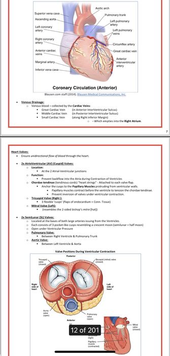 Anatomie, medicina fiziologie, sistem cardiovascular sistem respirator