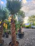 Plante exotice. Palmieri Trachycarpus Fortunei, maslin, magnolia