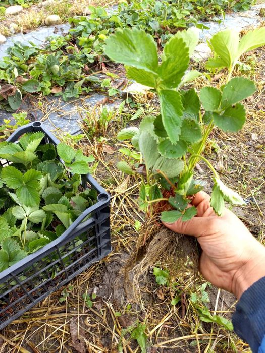 Vând Stoloni de Căpșuni Albion