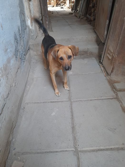 Ит берилади текинга