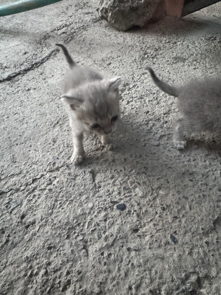 Домашная кошка (uy mishig’i)