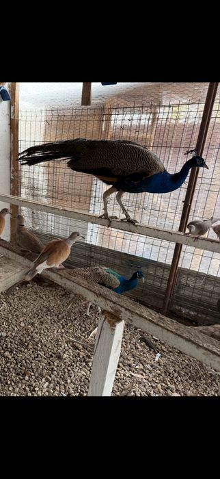 Vand 2 perechi de pauni si turturele