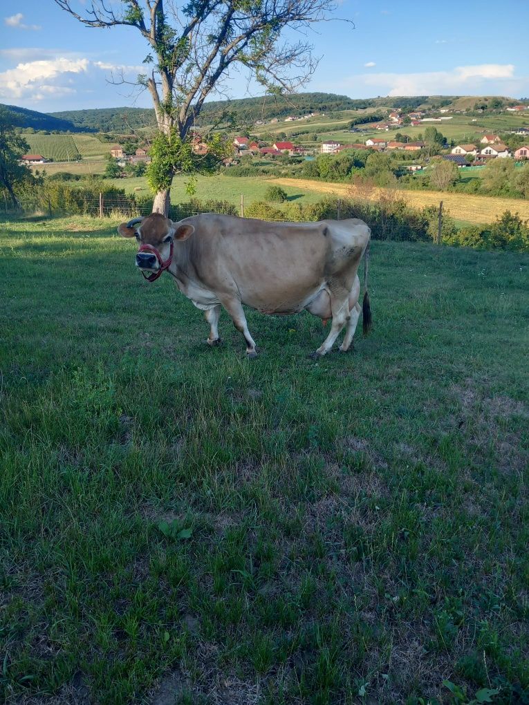 Vând vacă jersey