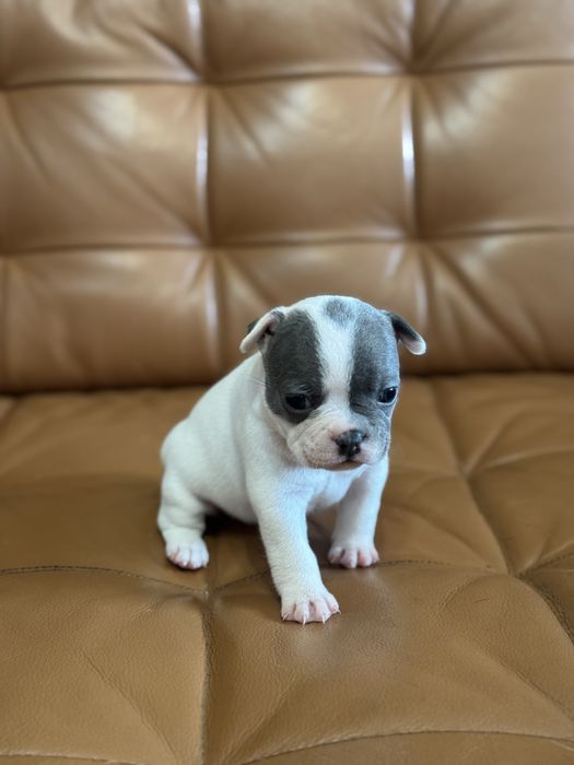 Френски булдог син ген