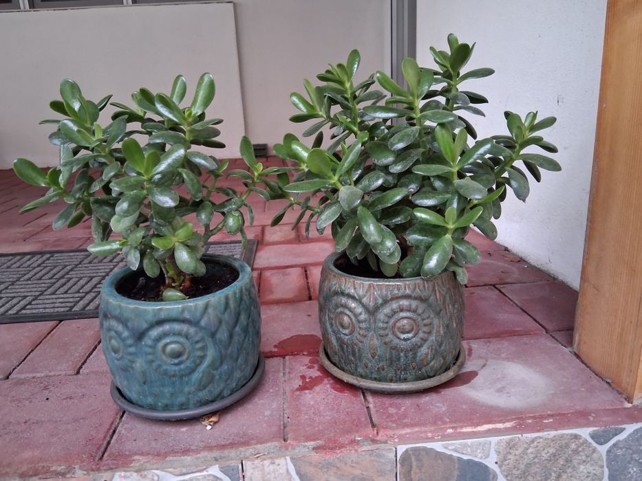 Vand arborele de jad, crassula ovata