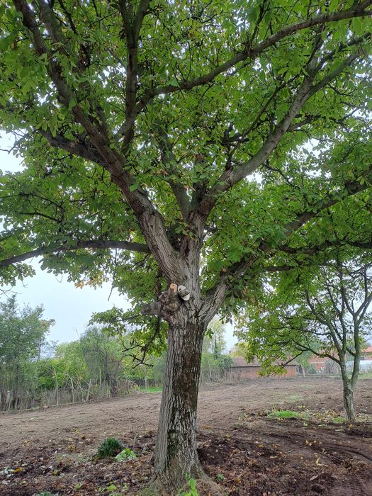 Продавам орехово дърво