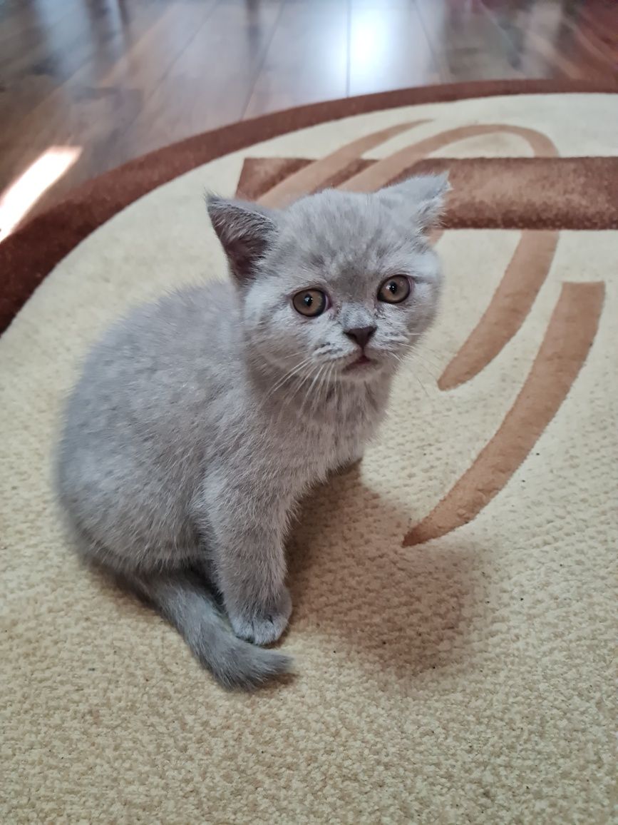 Vând pui british shorthair.  1200 ron negociabil.