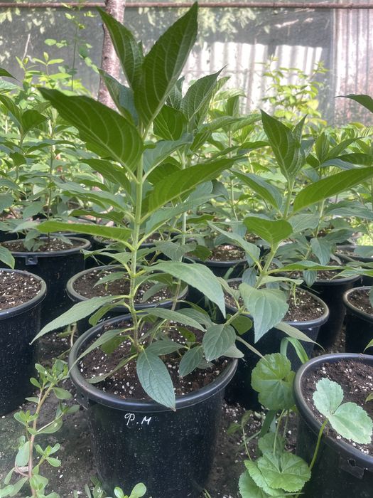 Гортензии в продаже четырех литр. горшке по сто пятесят тыс сумм