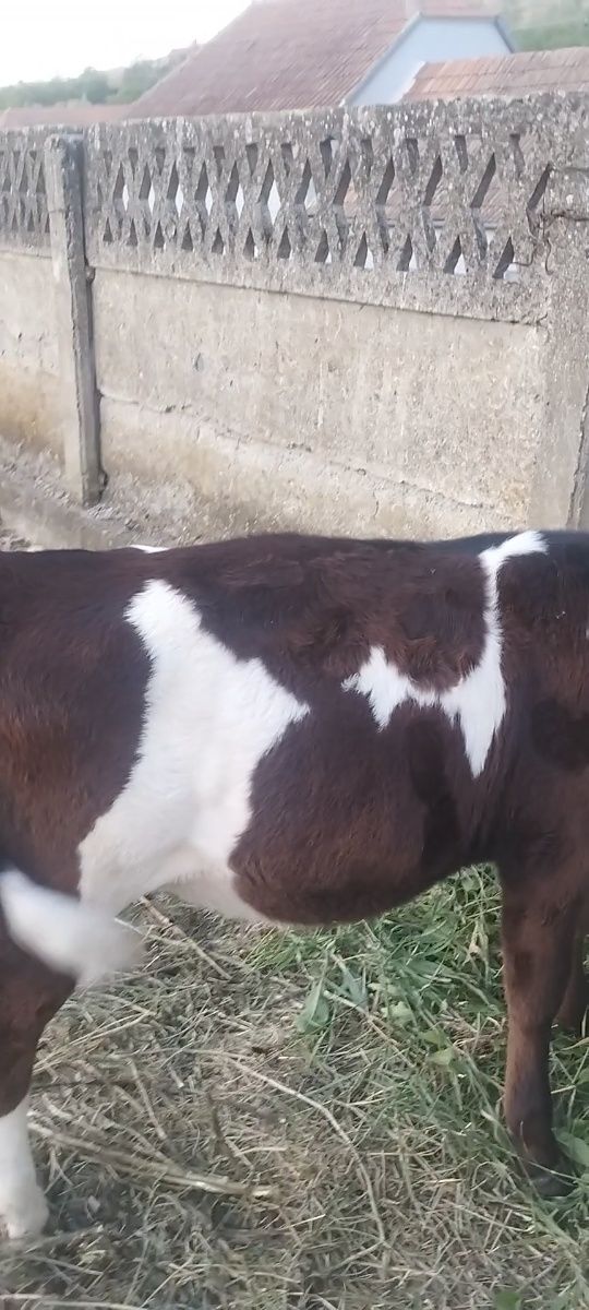 Vînd vitei înțărcați pret ușor negociabil