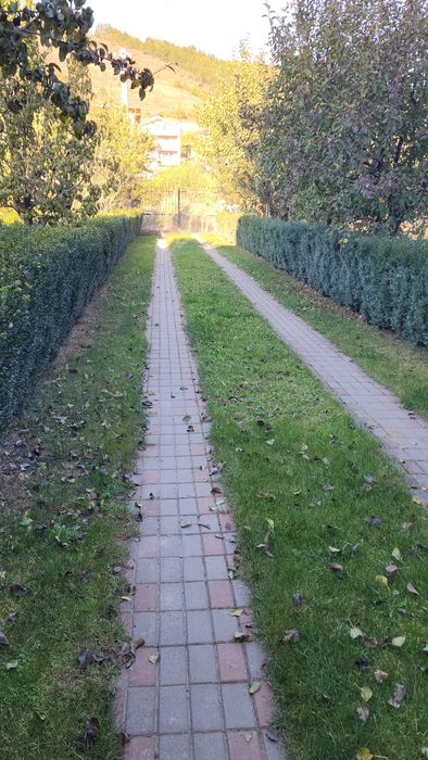 Buxus gard viu.       .