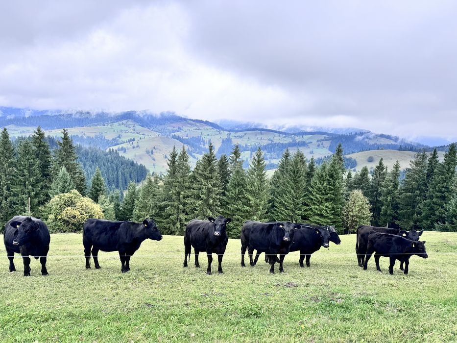 „Vând vaci Angus cu pedigree, sănătoase,rasă pură