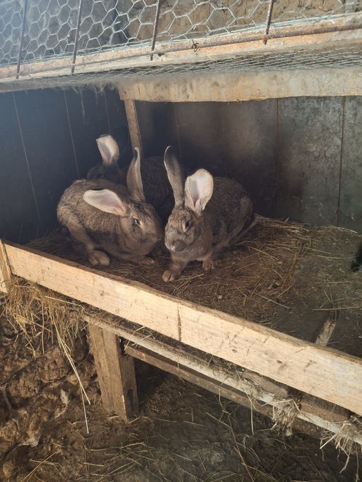 Iepurii de vanzare !