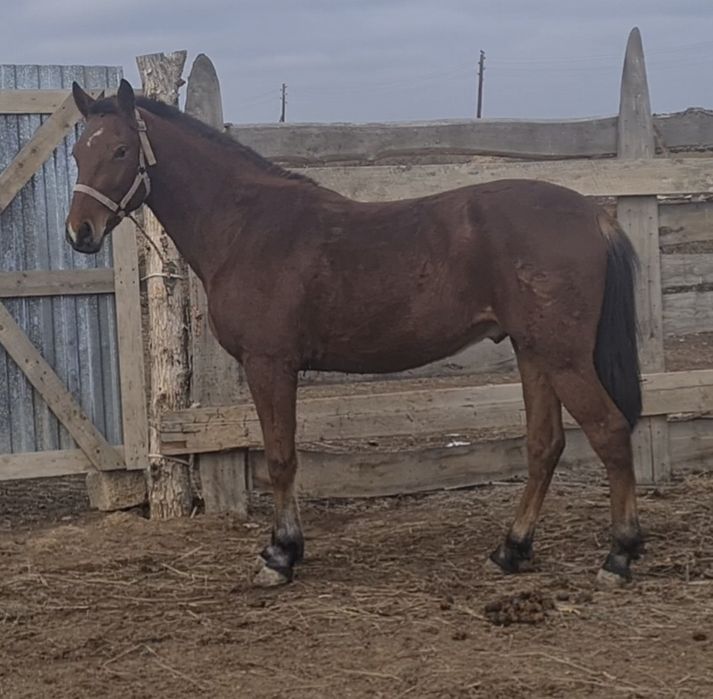 Құнан сатылады!!!