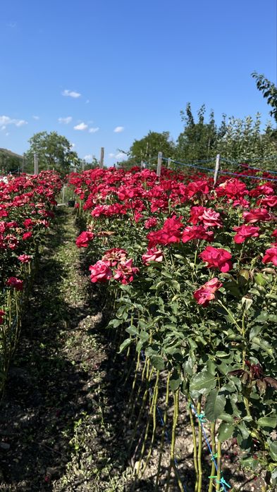 Trandafiri tip pomisor