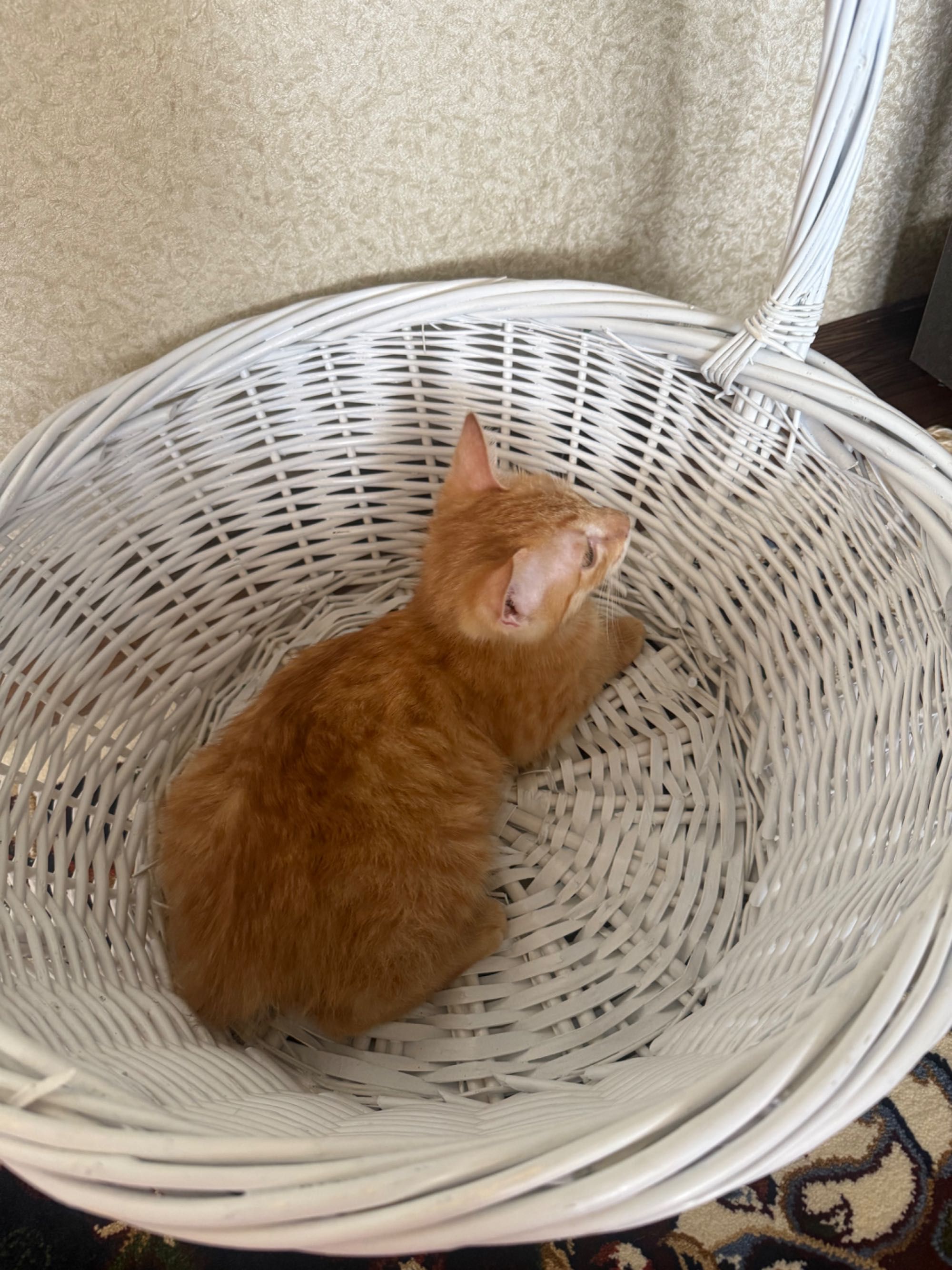 Рыжий маленький котик