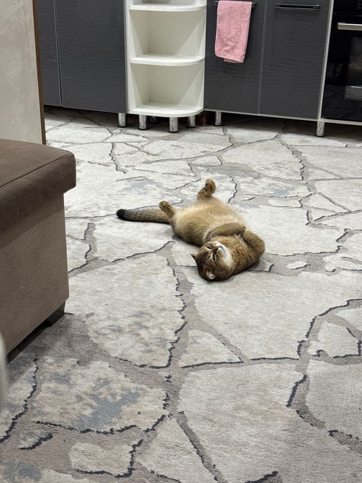 Zolataya shinshila 11 oylik kasteratsiya qilingan. Passporti bor.