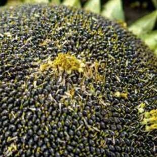 Родительские формы семян гибрида подсолнечника КОБИ 50 п.е., 100 га