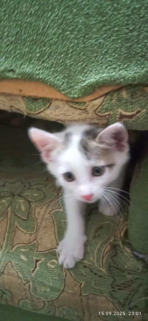 Домашние котята Uy mushukchalari