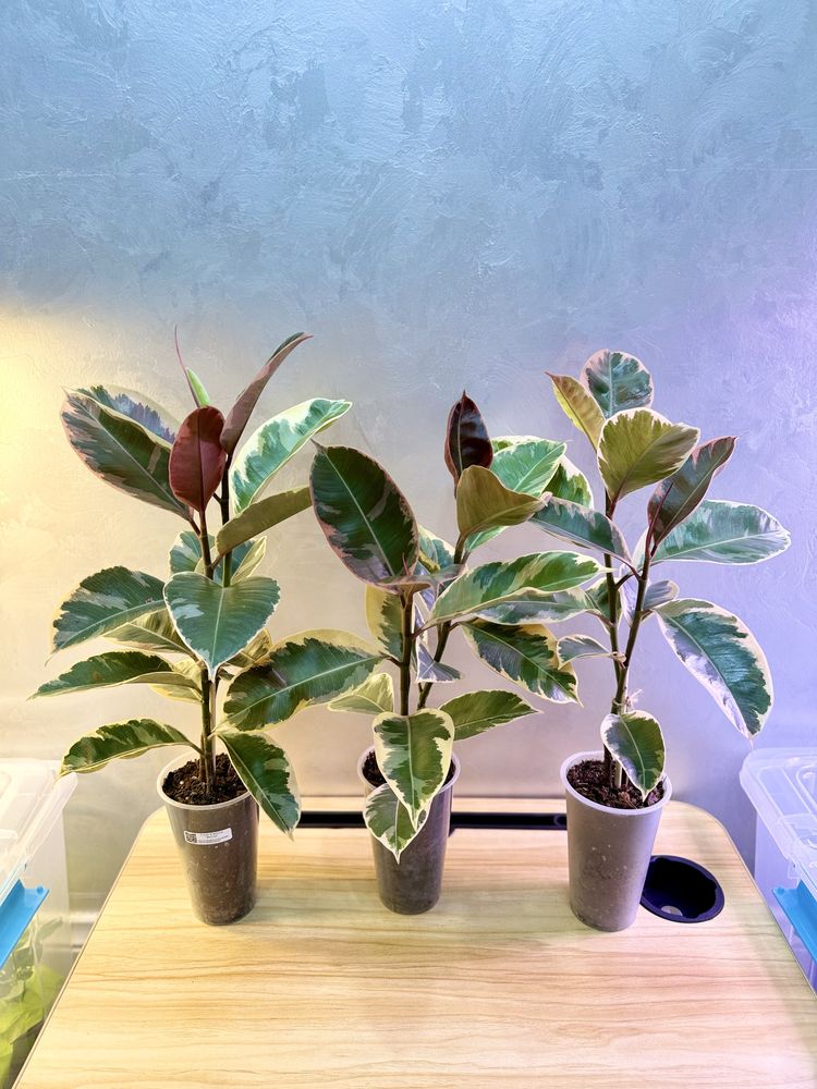 Ficus elastica "Belize"